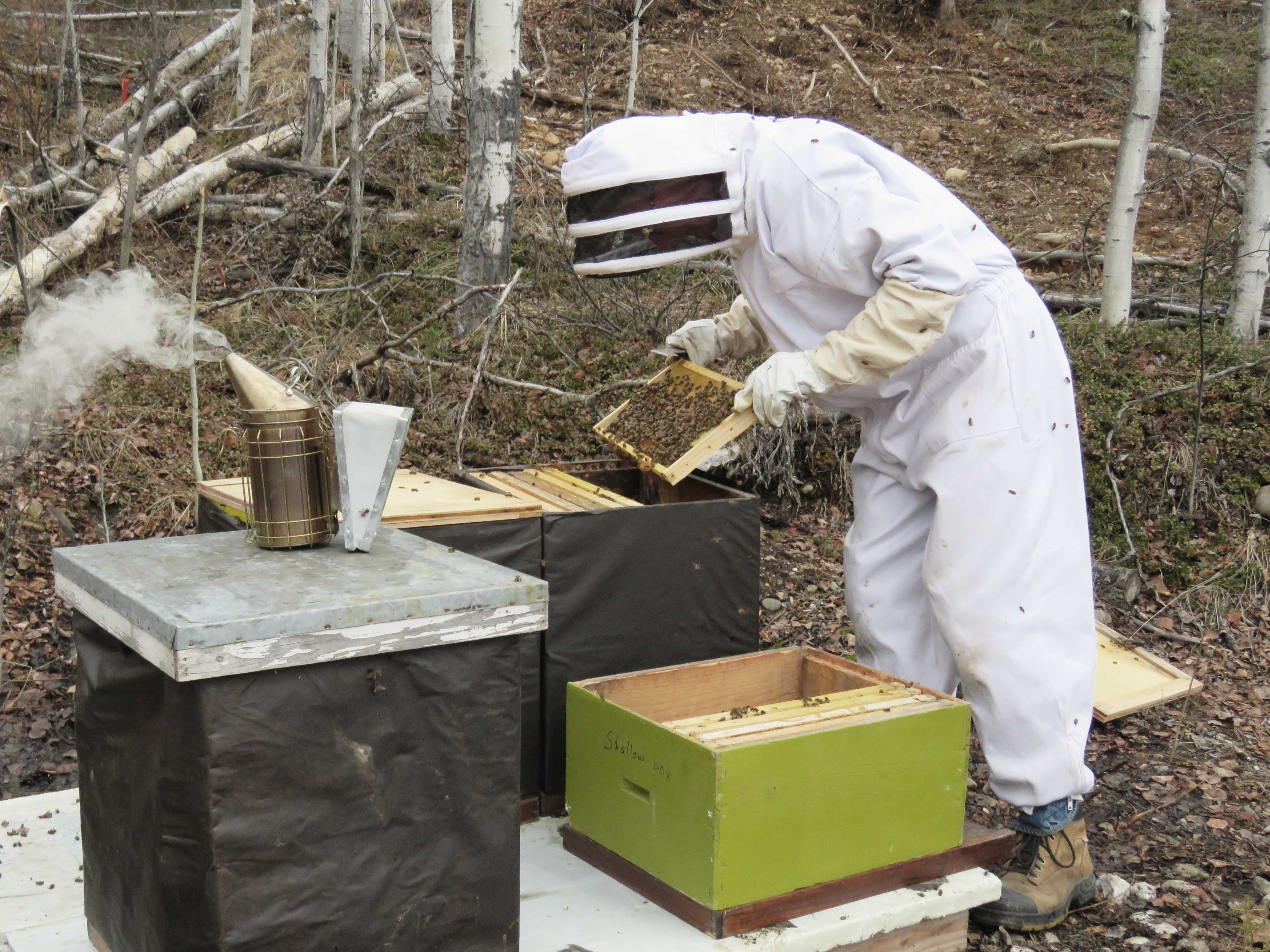 Dave McBurney beekeeping in Dawson 